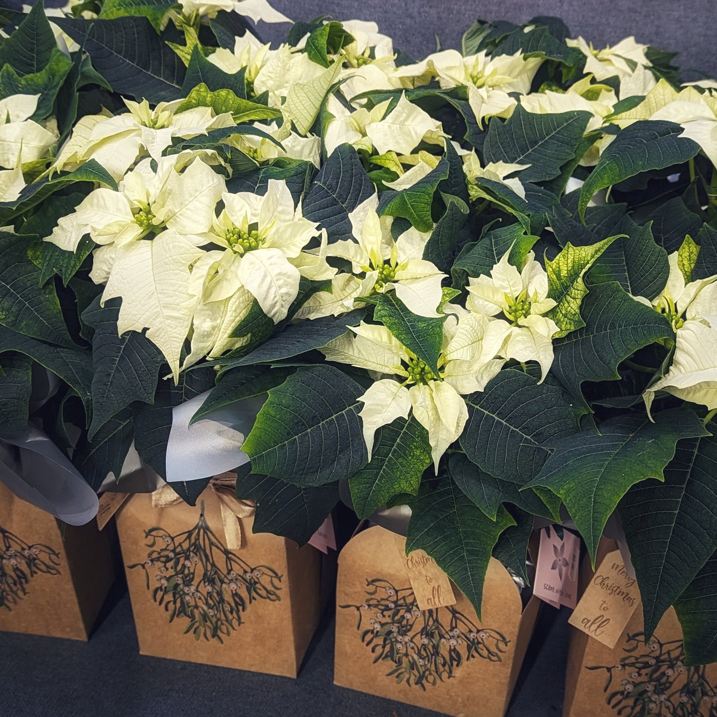 Plant Gift | Elegant White Poinsettia