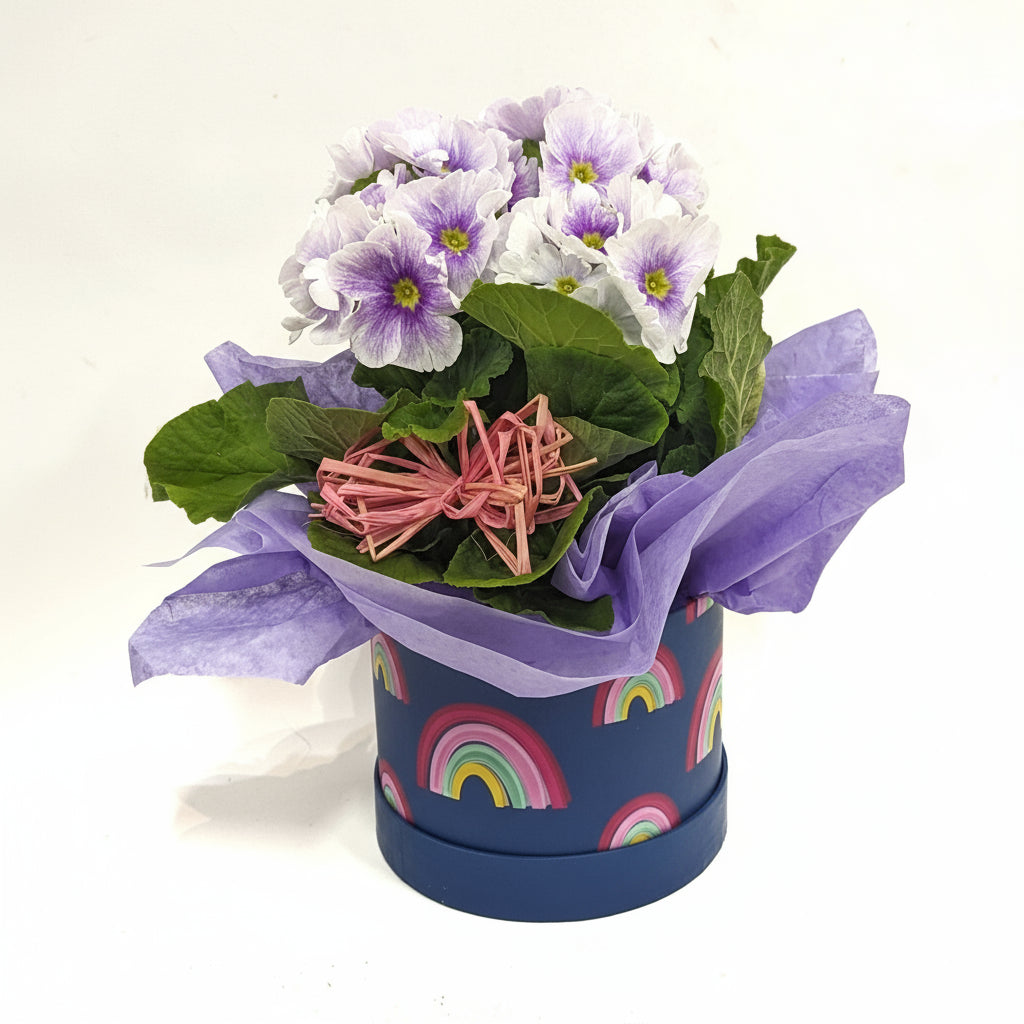 Plant Gift | Seasonal Hatbox