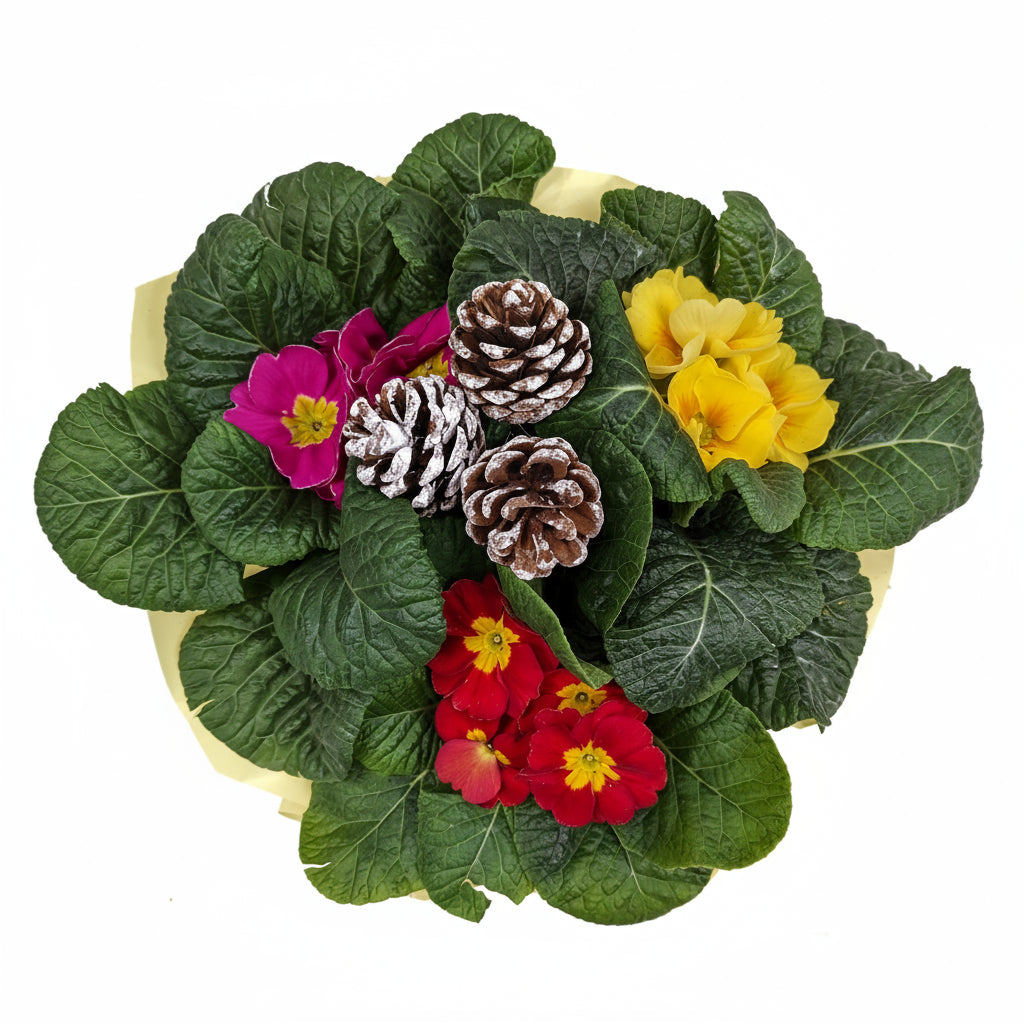 Planted Basket | Pretty Primrose