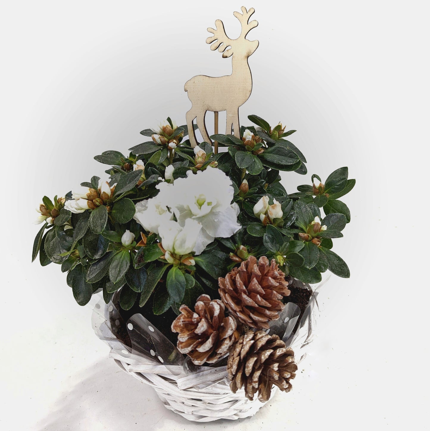 Planted Basket | Woodland Azalea