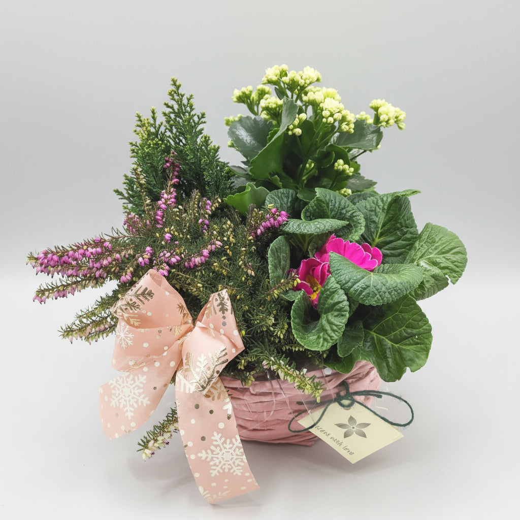 Planted Basket | Winter Pinks