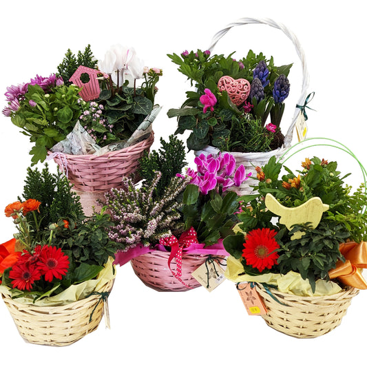 Seasonal Planted Basket | Florist Choice