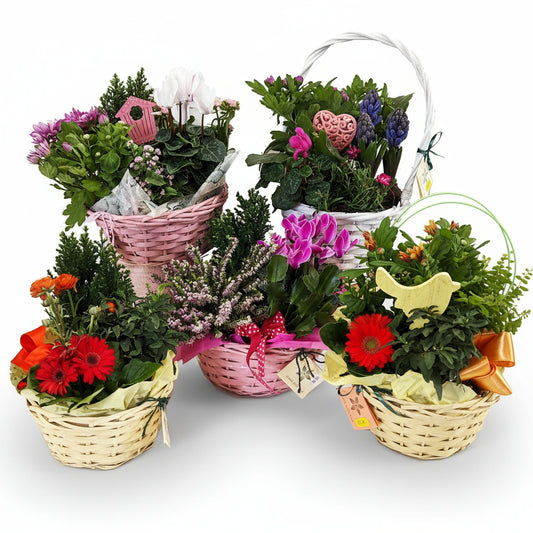 Planted Basket | Seasonal Florist's Choice