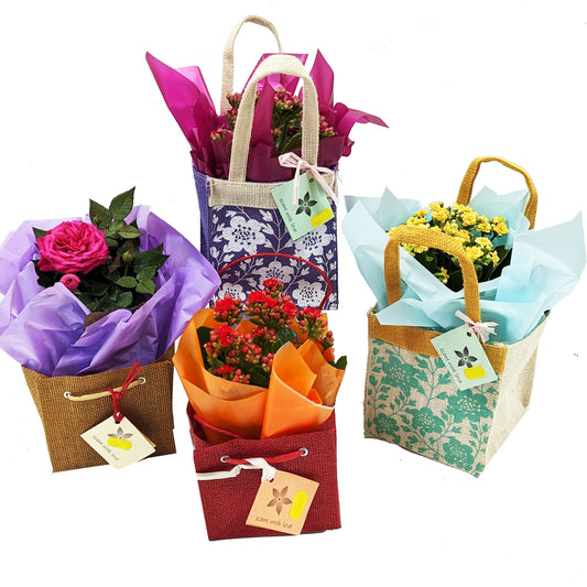 Seasonal Plant Gift Bag | Florist Choice