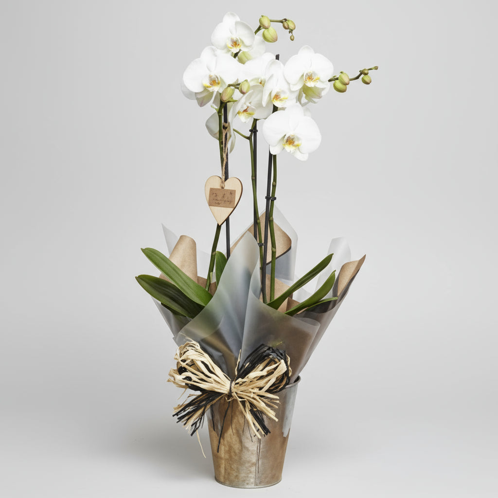 Plant Gift | Luxury Orchid