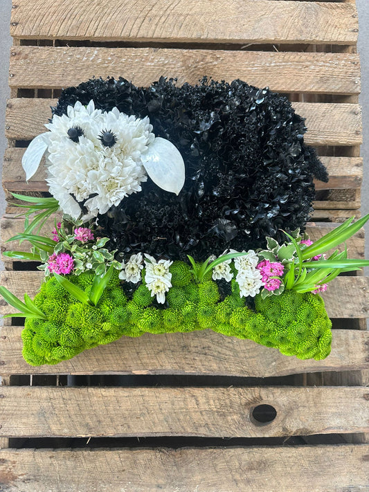 Bo The Black Sheep