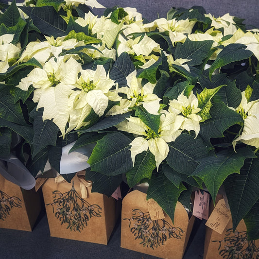 Plant Gift | Elegant White Poinsettia