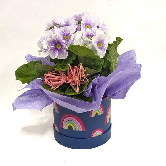 Rainbow Hatbox | Seasonal Plant