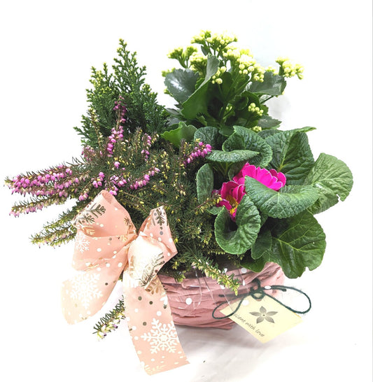 Winter Pinks | Planter