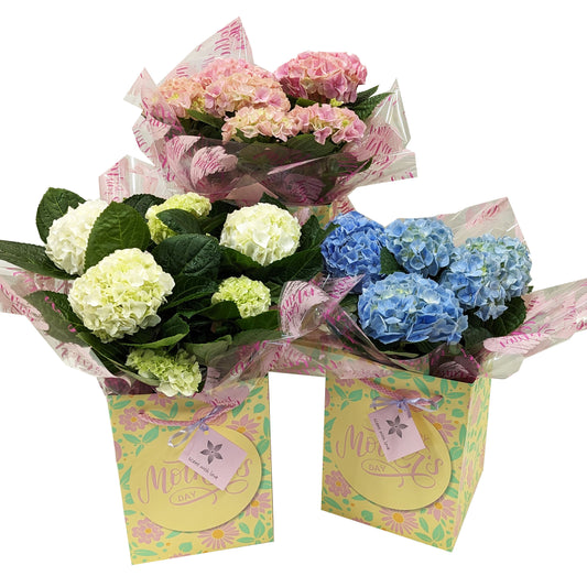 Mother's Day Hydrangea Gift