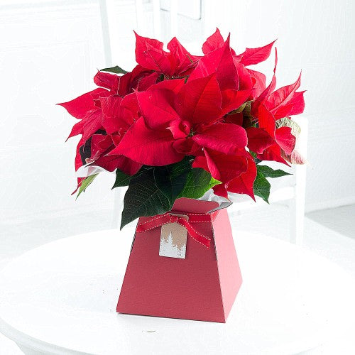 Poinsettia Gift